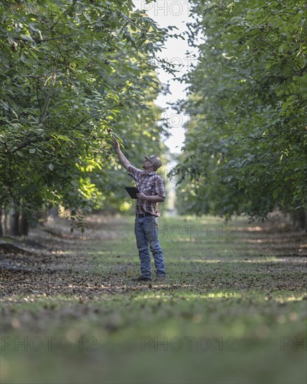 Caucasian man holding digital tablet checking walnuts in orchard