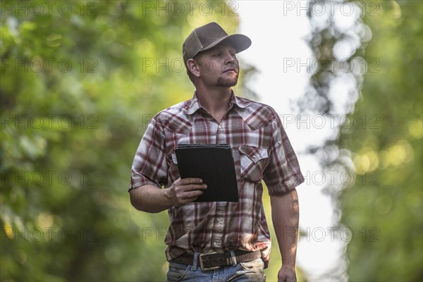 Caucasian man holding digital tablet checking walnuts in orchard