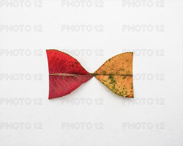 Red and yellow halves of autumn leaves