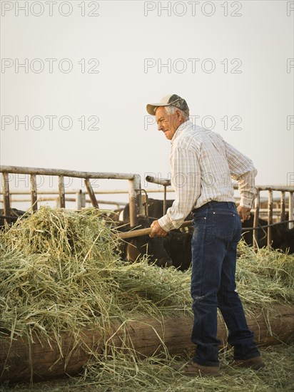Caucasian farmer forking hay