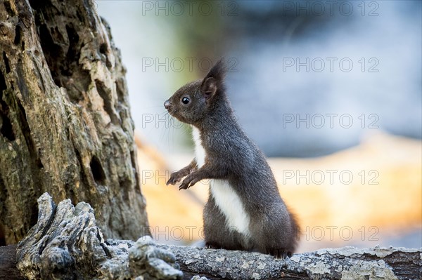 Portrait of alert squirrel on log