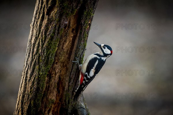 Woodpecker on tree