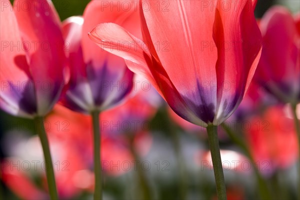 Close up of red tulips