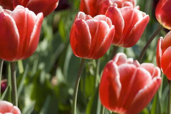 Close up of red tulips