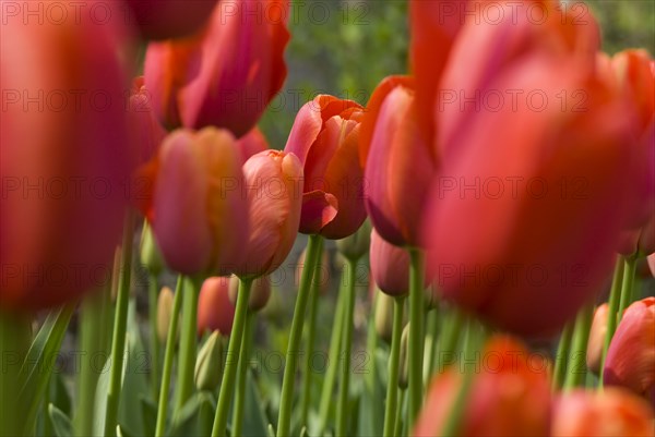 Close up of orange tulips