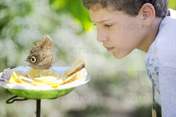 Hispanic boy admiring butterfly on lemon slices