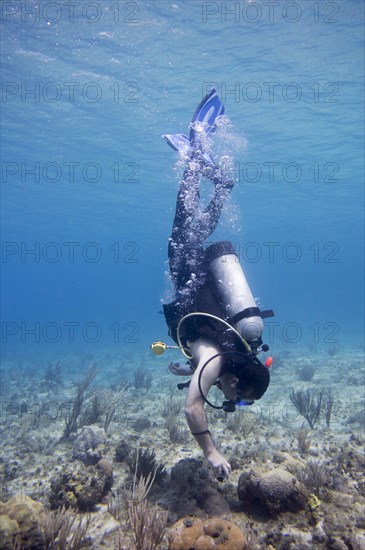 Hispanic diver examining coral underwater