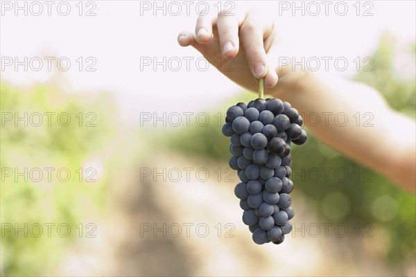Hispanic woman holding bunch of red grapes