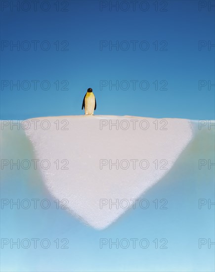 Penguin walking on melting glacier