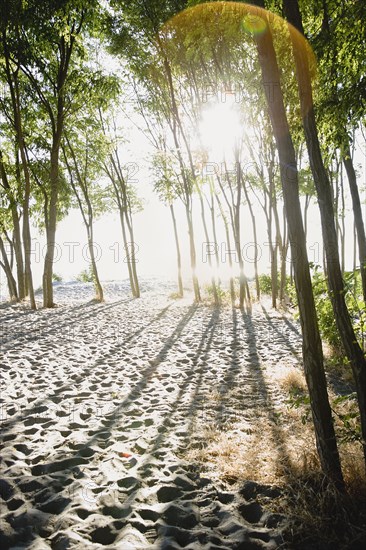 Sun shining through trees on beach