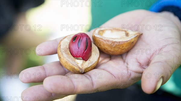 Close up of hand holding split nutmeg