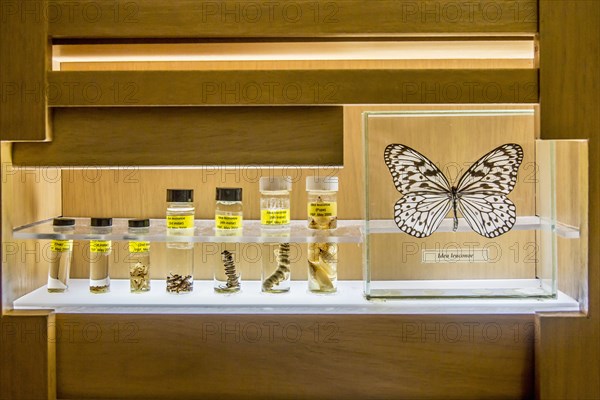 Butterfly specimens in research lab