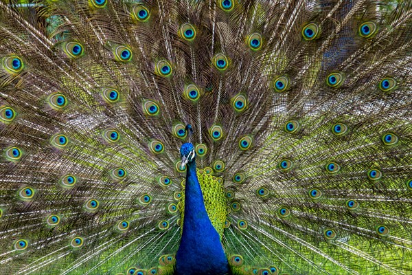 Peacock with feathers fanned out