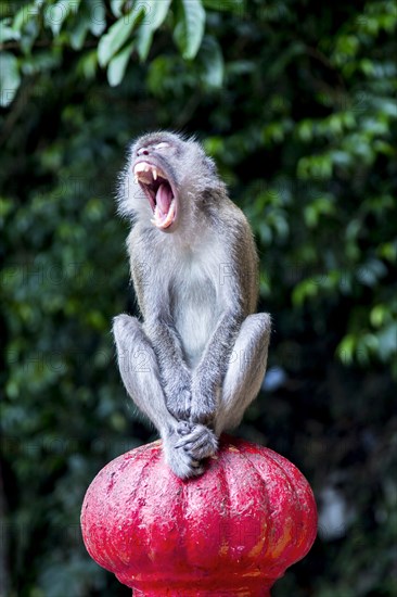Monkey yawning on banister outdoors