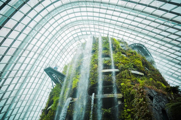 Moss growing on structure in greenhouse