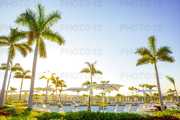 Palm trees by pool at tropical resort