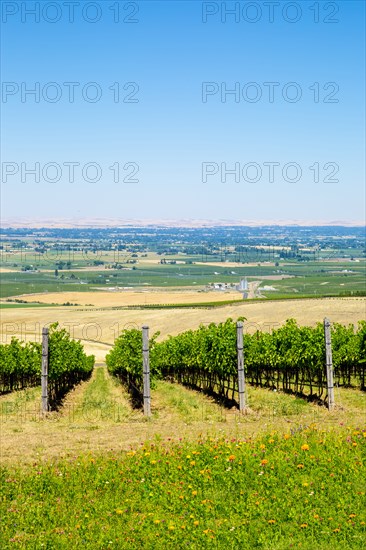 Vineyard on hillside overlooking rural landscape