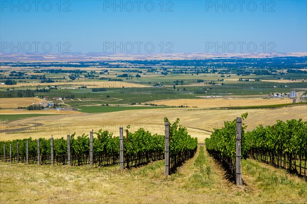 Vineyard on hillside overlooking rural landscape