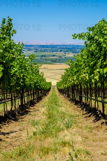 Vineyard on hillside overlooking rural landscape