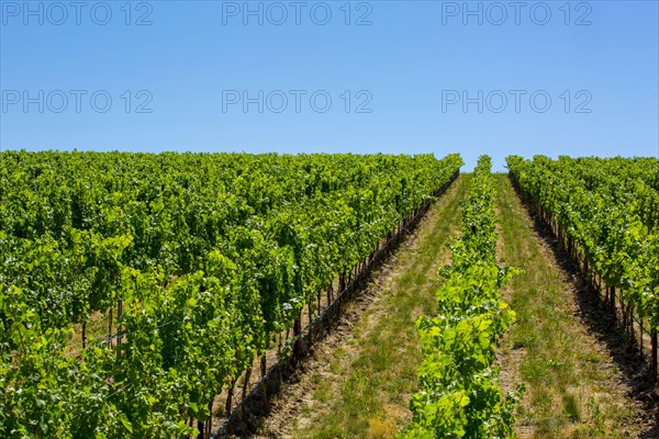 Vineyard on hillside under blue sky
