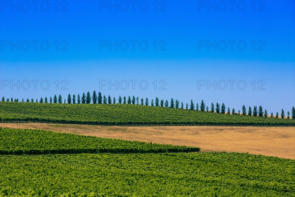Trees and crop fields in rural landscape