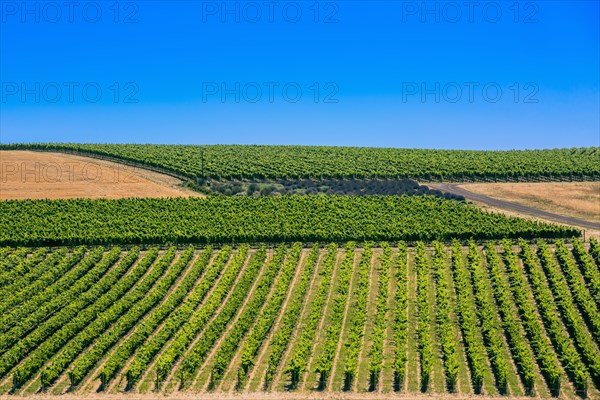 Crop fields in rural landscape