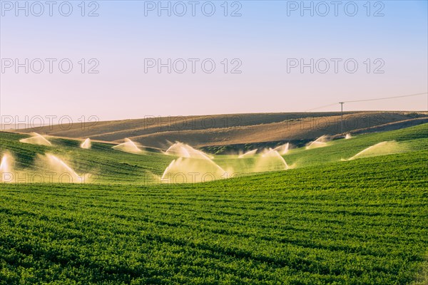 Illuminated sprinklers watering crop field