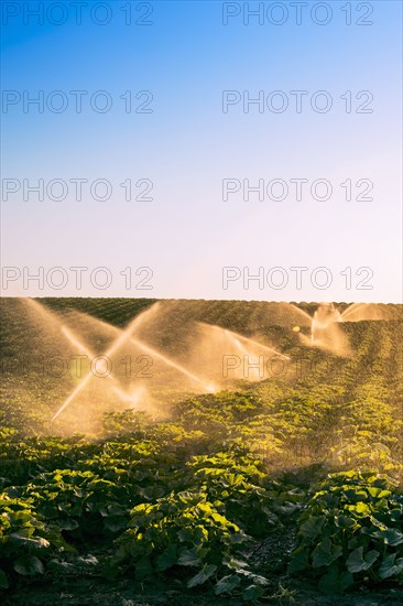 Illuminated sprinklers watering crop field