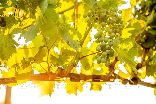 Close up of grapes growing on vine in vineyard