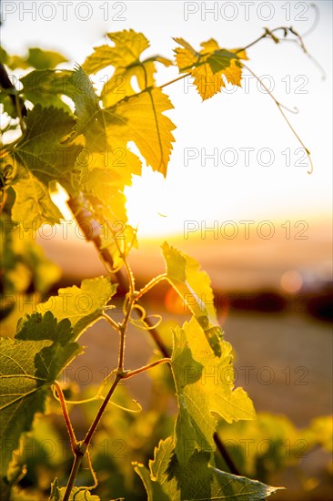 Close up of leaves on vine in vineyard