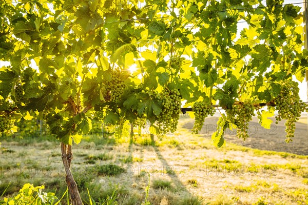 Grapes growing on vine in vineyard