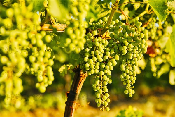 Close up of grapes growing on vine in vineyard