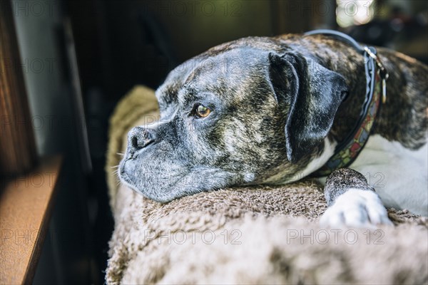 Dog laying on sofa in near window