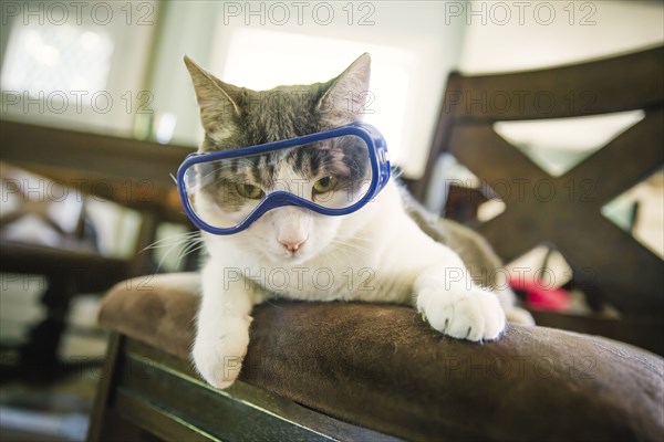 Cat wearing goggles on dining room chair