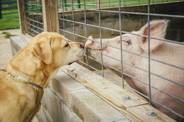 Dog and pig sniffing each other through fence