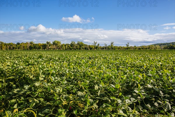 Crops growing in rural field under blue sky