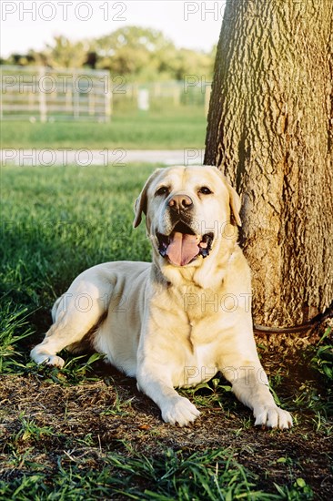 Panting dog sitting under tree