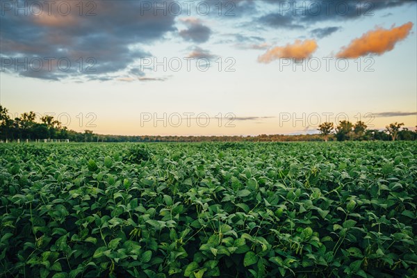 Crop field under sunrise sky in rural landscape