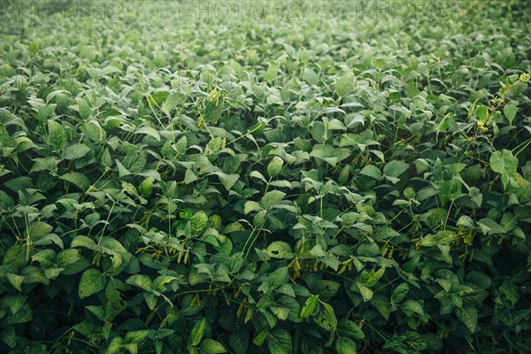 High angle view of plants growing in field