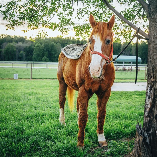 Horse tied to tree on farm