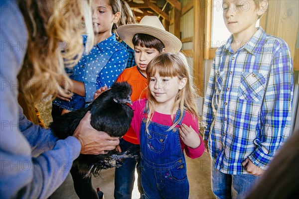 Caucasian girl petting chicken in barn