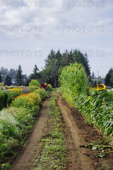 Dirt path through rural farm fields