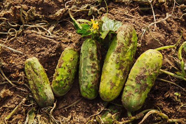 Close up of harvested cucumbers in dirt