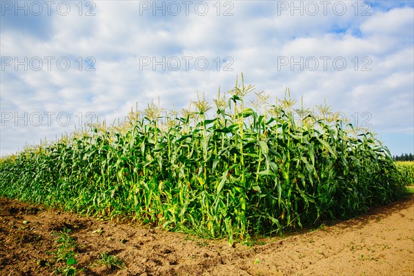 Corn stalks growing in rural crop field