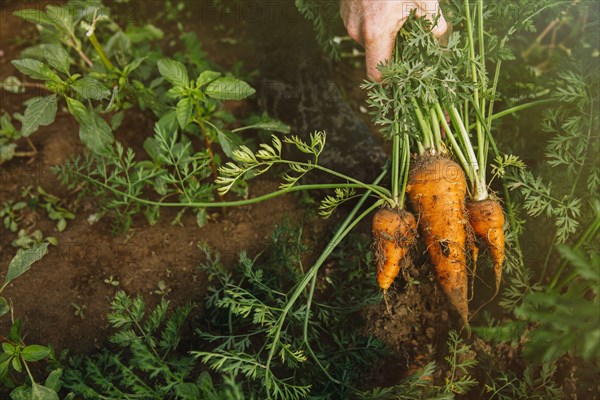 Close up of hand holding bunch of harvested carrots