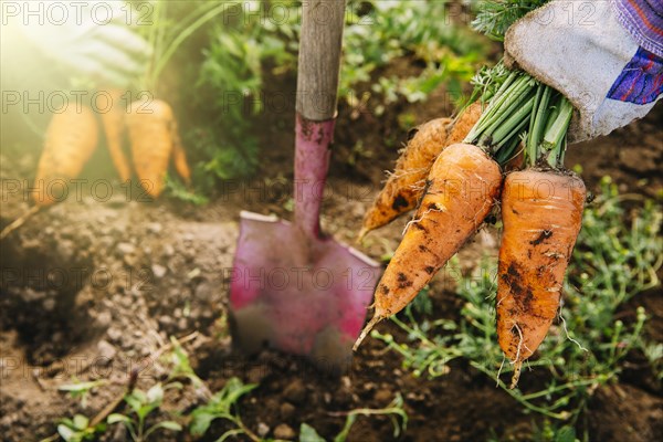 Close up of shovel and harvested carrots in garden