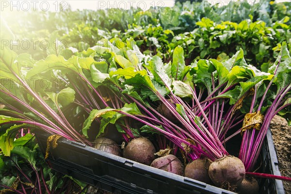 Close up of fresh beets in crate in farm field