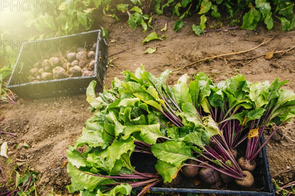 Close up of fresh beets in crate in farm field