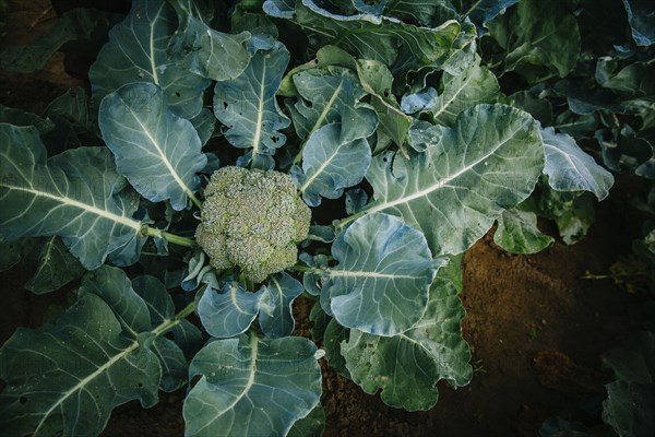 Close up of broccoli growing in garden