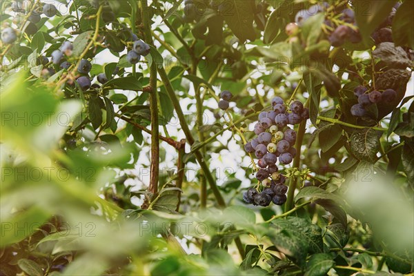 Close up of blueberries growing